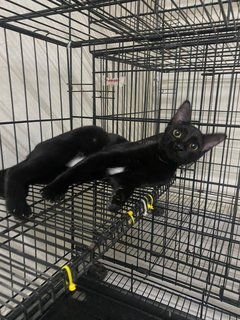 Hitam - Domestic Short Hair Cat