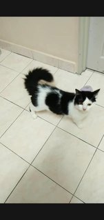 Boboy - Domestic Long Hair Cat