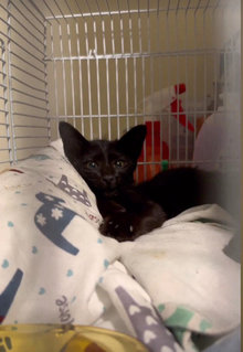 Shiv - Domestic Short Hair Cat