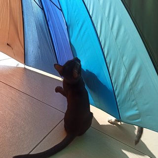 Emma - Domestic Short Hair Cat