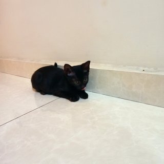 Emma - Domestic Short Hair Cat