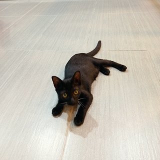 Emma - Domestic Short Hair Cat