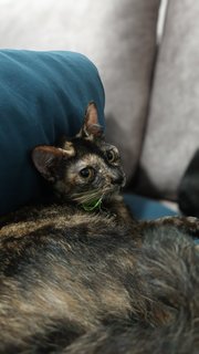 Saloma Jane - Tortoiseshell + Domestic Short Hair Cat