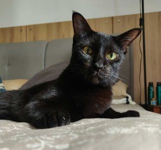 Black Beauty - Domestic Short Hair Cat