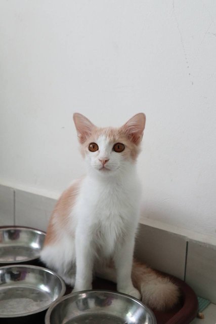 Matina - Domestic Long Hair Cat