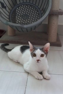 Muezza - Domestic Short Hair Cat