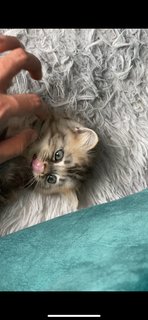 Semut - Persian Cat