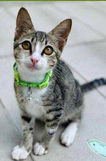 Boy Kitten Lulu - Domestic Short Hair Cat