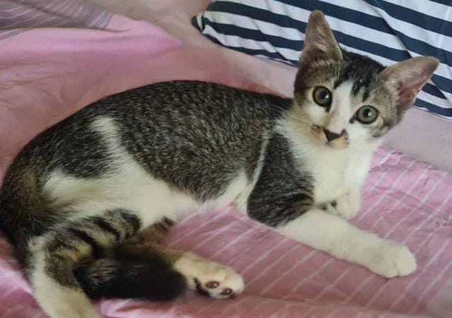 Kitten Miki - Domestic Short Hair Cat