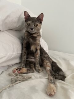 Ney Ney - Domestic Short Hair + Calico Cat