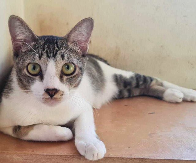 Pedals - Domestic Short Hair Cat