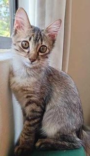 Kitten Pioneer - Domestic Short Hair Cat