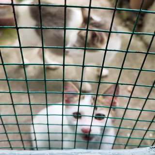Xiao Bai - Turkish Van + Domestic Short Hair Cat
