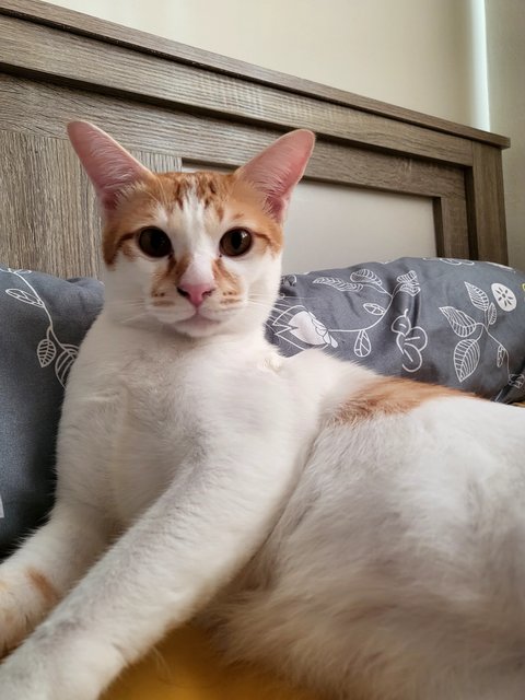 Mocha &amp; Hasan - Domestic Short Hair Cat