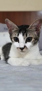 Miki Adopted - Domestic Short Hair + Tabby Cat