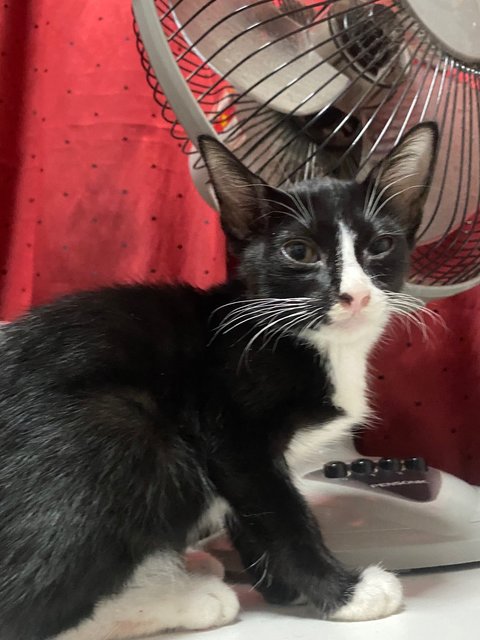 Chiki &amp; Citam - Domestic Short Hair Cat
