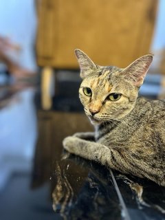 Gwen  - Bobtail Cat
