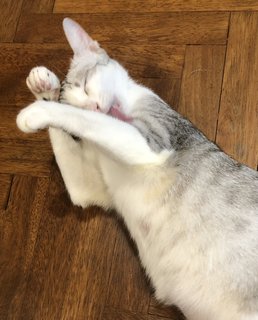 Suzu And Mercedes Adopted - Domestic Medium Hair Cat