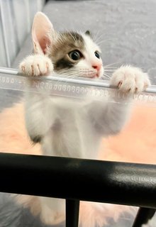 Suzu And Mercedes Adopted - Domestic Medium Hair Cat