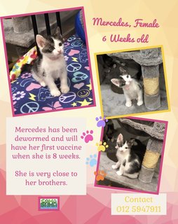 Suzu And Mercedes Adopted - Domestic Medium Hair Cat