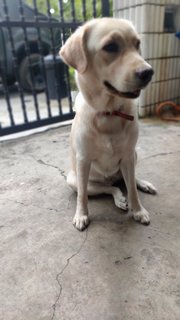 PF124389 - Labrador Retriever Dog