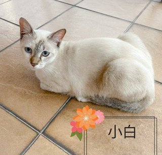 Hei Bai, Xiao Hei, Xiao Bai - Domestic Short Hair Cat