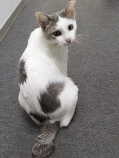 Cat-tessie - Domestic Short Hair Cat