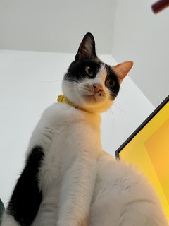 Miso - Domestic Short Hair Cat