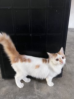 Isha - Domestic Long Hair Cat