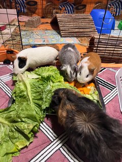 3 Guinea Pig - Guinea Pig Small & Furry