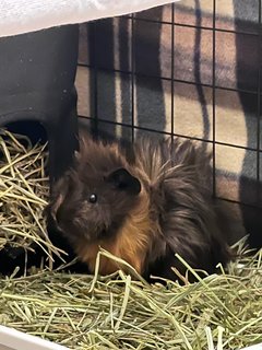 3 Guinea Pig - Guinea Pig Small & Furry