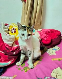 Yoyo - Domestic Short Hair Cat