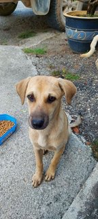 Blac-pi - Mixed Breed Dog