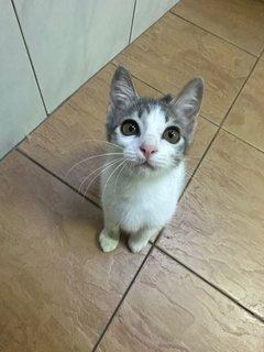New New - Domestic Short Hair Cat
