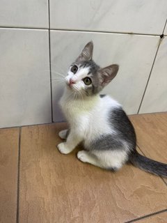 New New - Domestic Short Hair Cat
