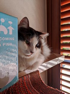 Cece - Domestic Medium Hair Cat