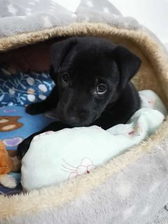 Mochi &amp; Mont - Labrador Retriever Mix Dog