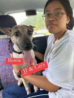 Bowie - Mixed Breed Dog