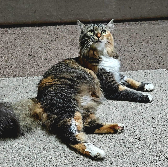Spock - Domestic Long Hair Cat