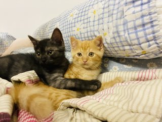 Oyen &amp; Black  - Bengal + Persian Cat