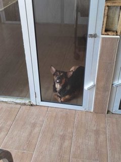 Jenny Girl  - Mixed Breed Dog