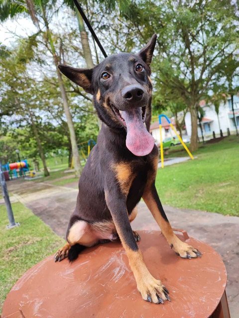 Kopi - Doberman Pinscher Mix Dog