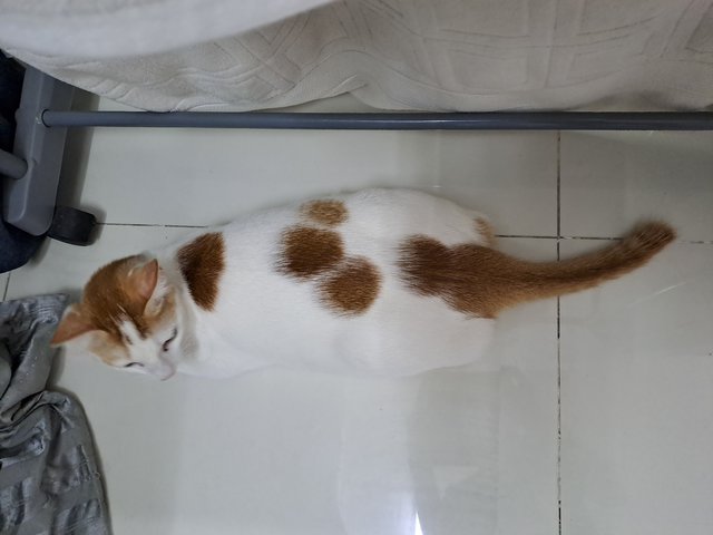 Tom Cat - Domestic Short Hair Cat