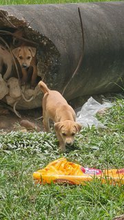 Monnjellies - Mixed Breed Dog