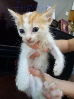 Kittens - Domestic Short Hair Cat