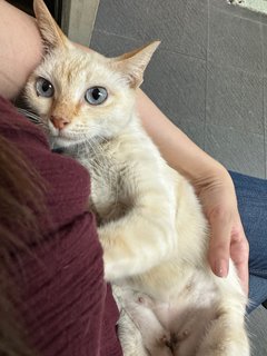 Asal, 7months flam point Siamese 
