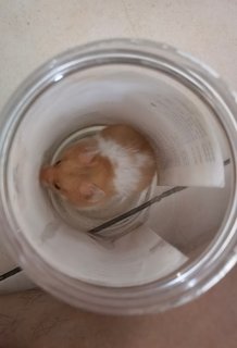 Chocho - Syrian / Golden Hamster Hamster