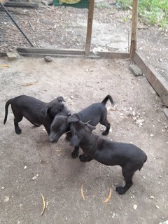 Black Panthers Boys And Girl Mongrel Pup - Mixed Breed Dog