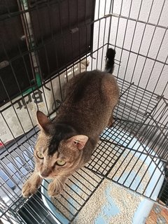 Golden Panther  - Domestic Short Hair Cat