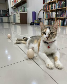 PF124835 - Domestic Short Hair Cat